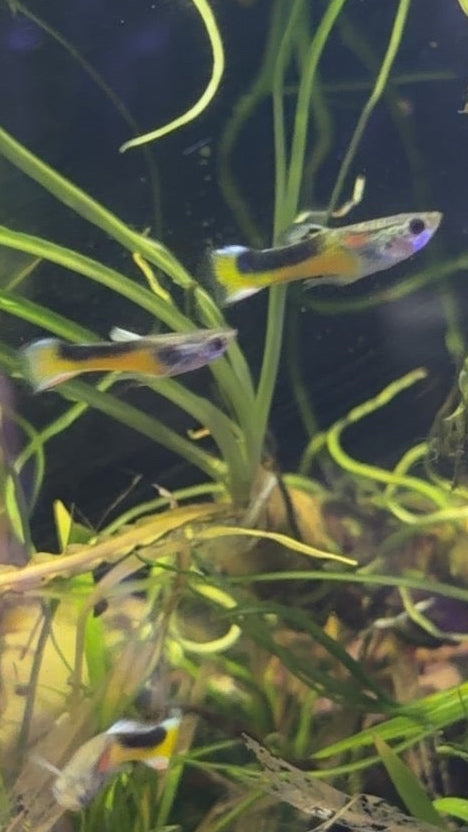 Endler's male
