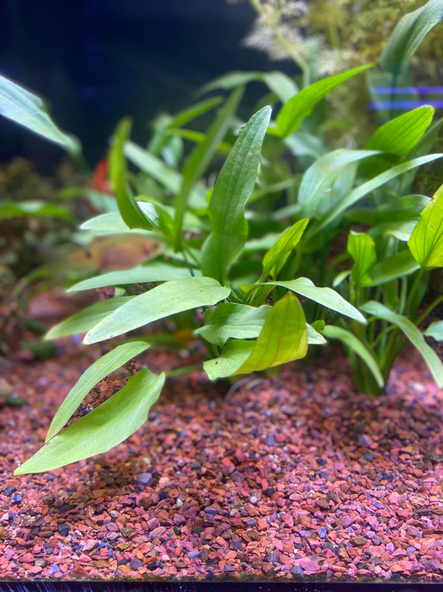 P69 - Echinodorus grisebachii - Green chili sword