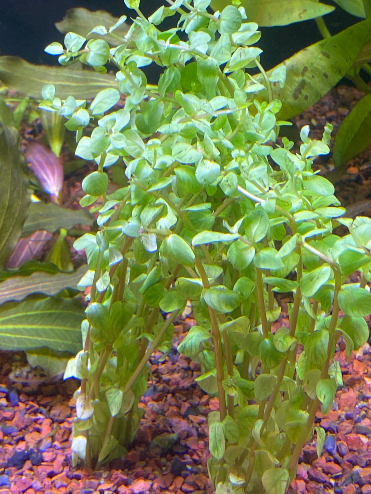 P68 - Rotala fujian