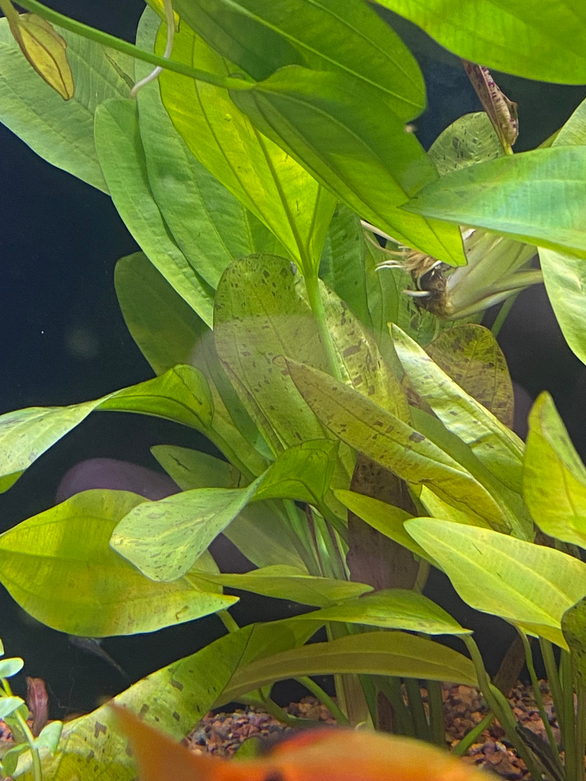 P64 - Echinodorus impai Sword plant