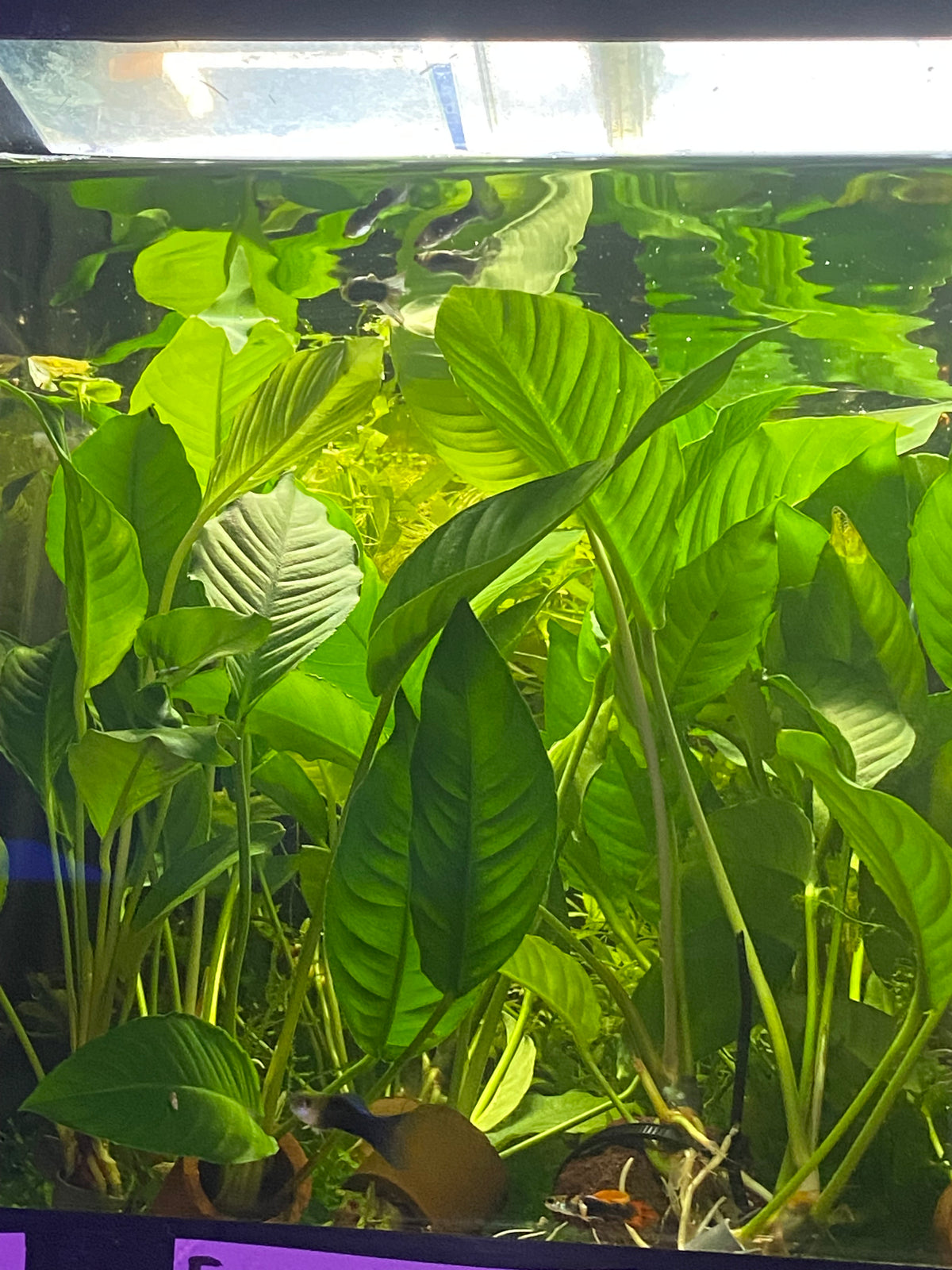 P71 - Anubias heterophylla