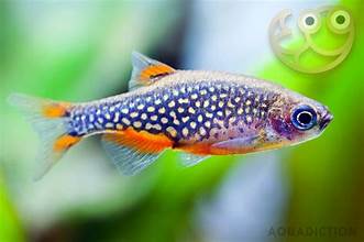Celestial Pearl danio TR