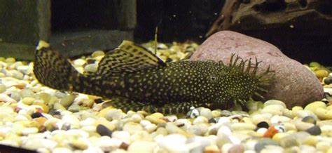 LF bushynose pleco 1.5-2"