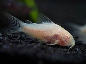 ALBINO CORY CATFISH