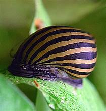 Zebra Nerite Snail