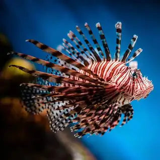 VOLITAN LIONFISH