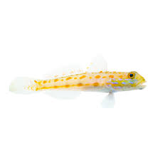 DIAMOND GOBY