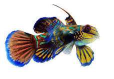MANDARIN GOBY