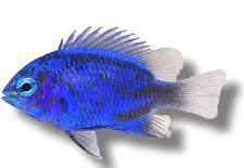SPRINGERI DAMSEL