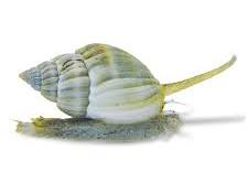 NASSARIUS SNAIL