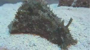 SEA HARE