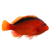 FLAME HAWKFISH