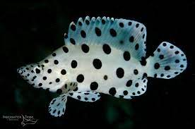 PANTHER GROUPER