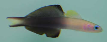 SCISSOR TAIL GOBY