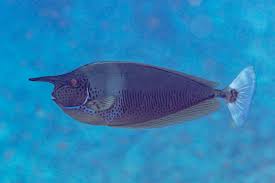 SPOTTED UNICORN TANG