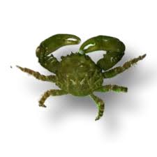 EMERALD CRAB