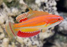 MCCOSKER'S FLASHER WRASSE