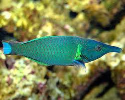 GREEN BIRD WRASSE