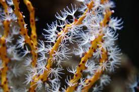 GORGONIA