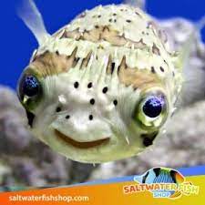 PORCUPINE PUFFER