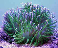 GREEN LONG TENTACLE ANEMONE