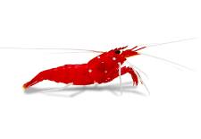 FIRE SHRIMP