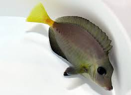 SAW TAIL TANG