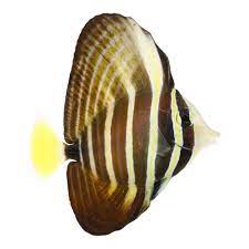 SAILFIN TANG