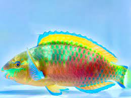 QUOYI PARROT FISH