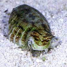 FIGHTING CONCH