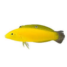 YELLOW CORIS WRASSE