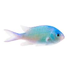 LG GREEN CHROMIS