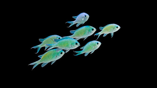 SM GREEN CHROMIS