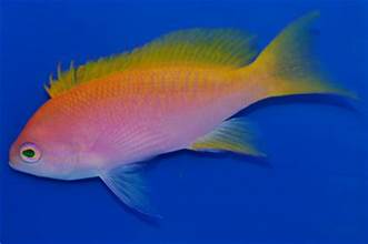 SCRIBBLED ANTHIAS
