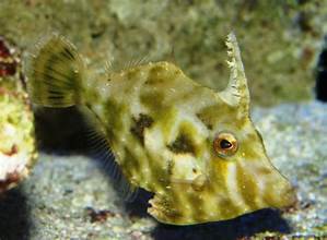 APTASIA FILE FISH
