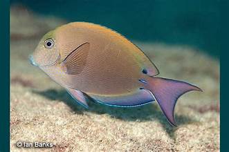 LAVANDER TANG