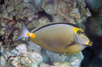 NASO TANG (ADULT)