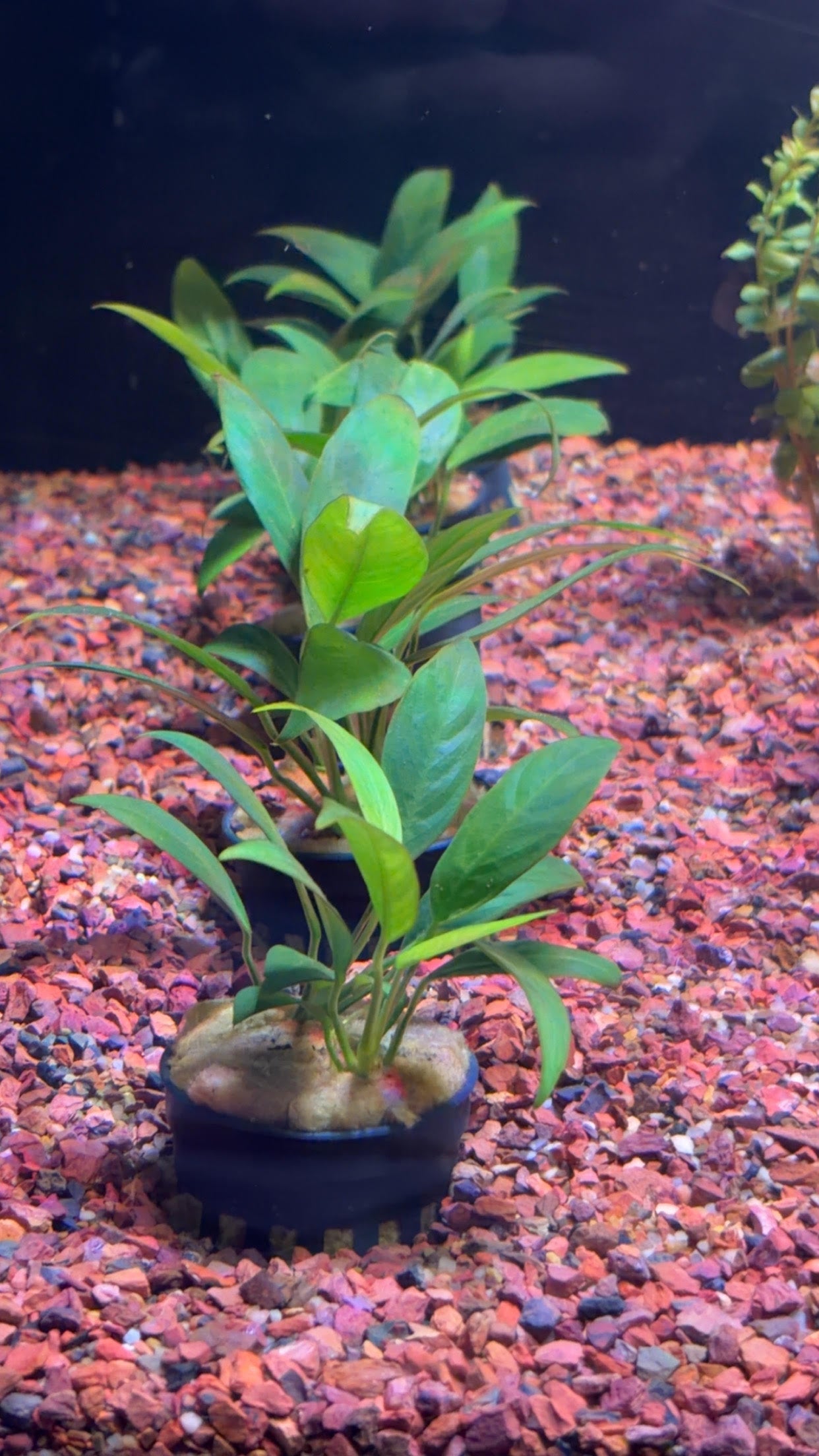 P40 annubias barteri var glabra