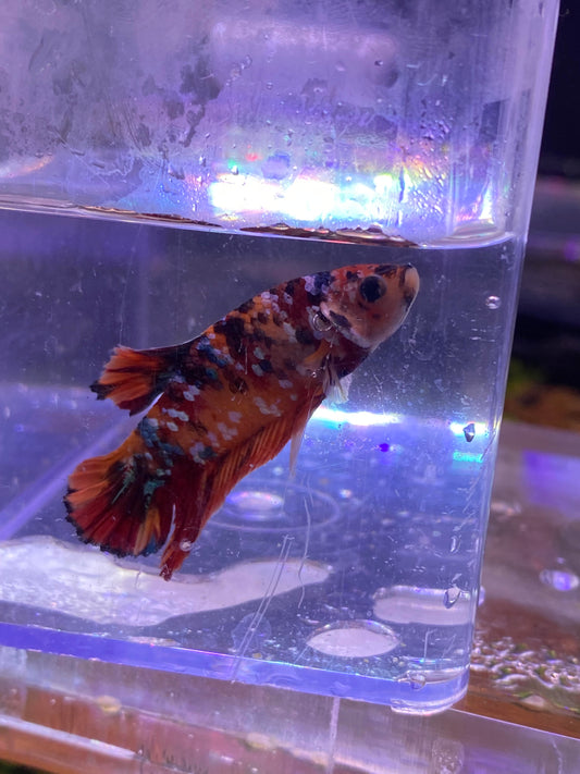 B08-KOI PLAKAT BETTA-WYSIWYG
