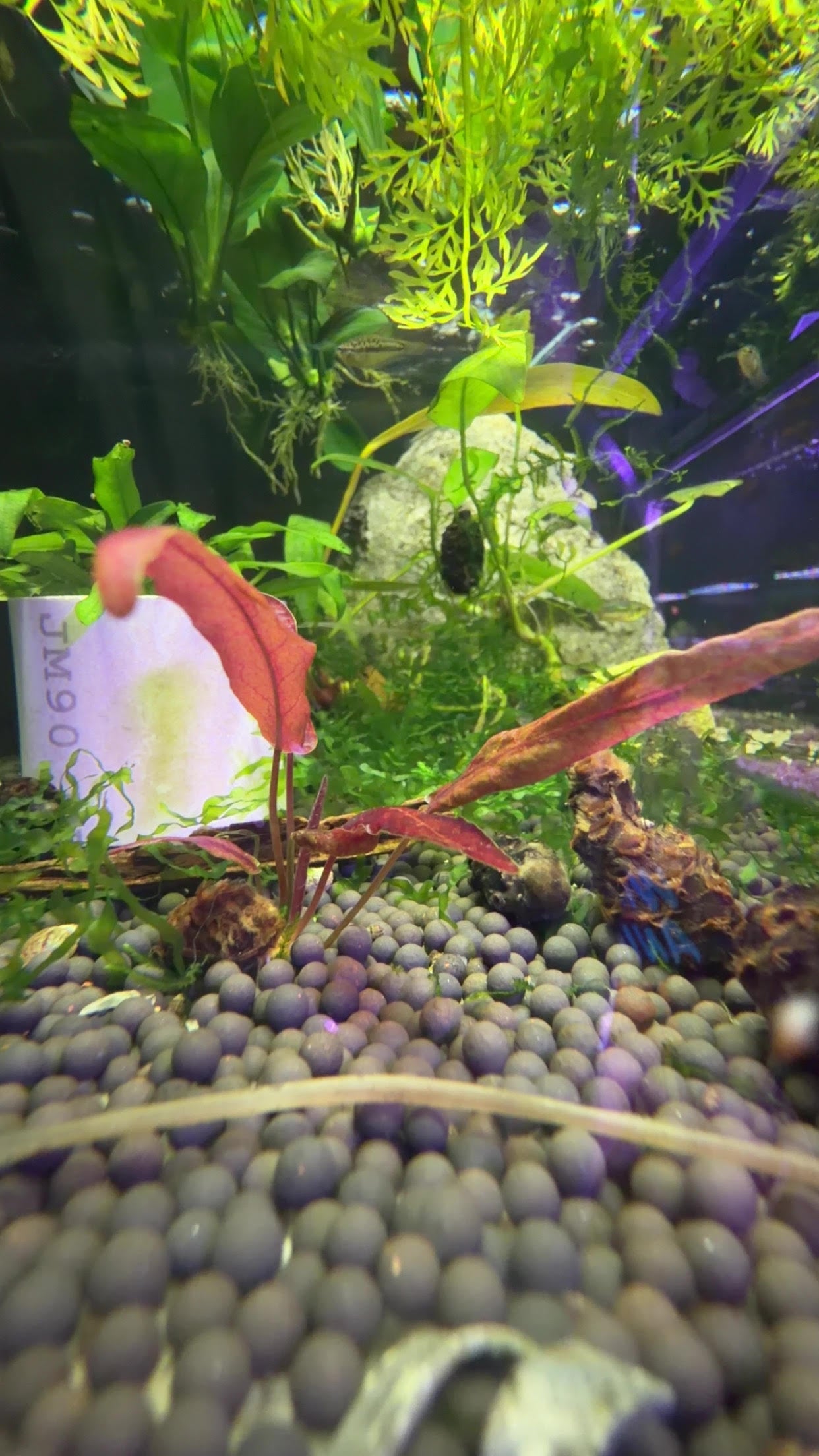 P60 - Barclaya longifolia RED bulb