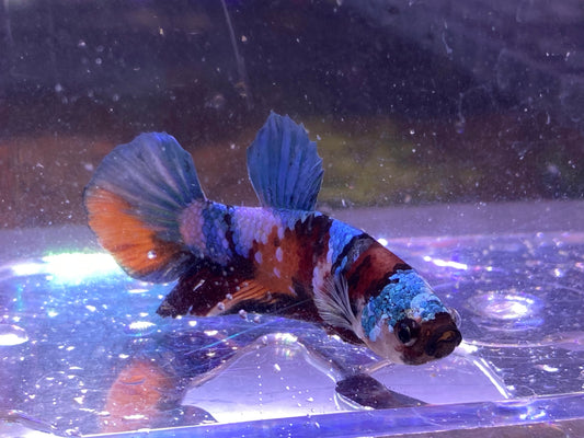 B01 KOI PLAKAT BETTA-WYSIWYG