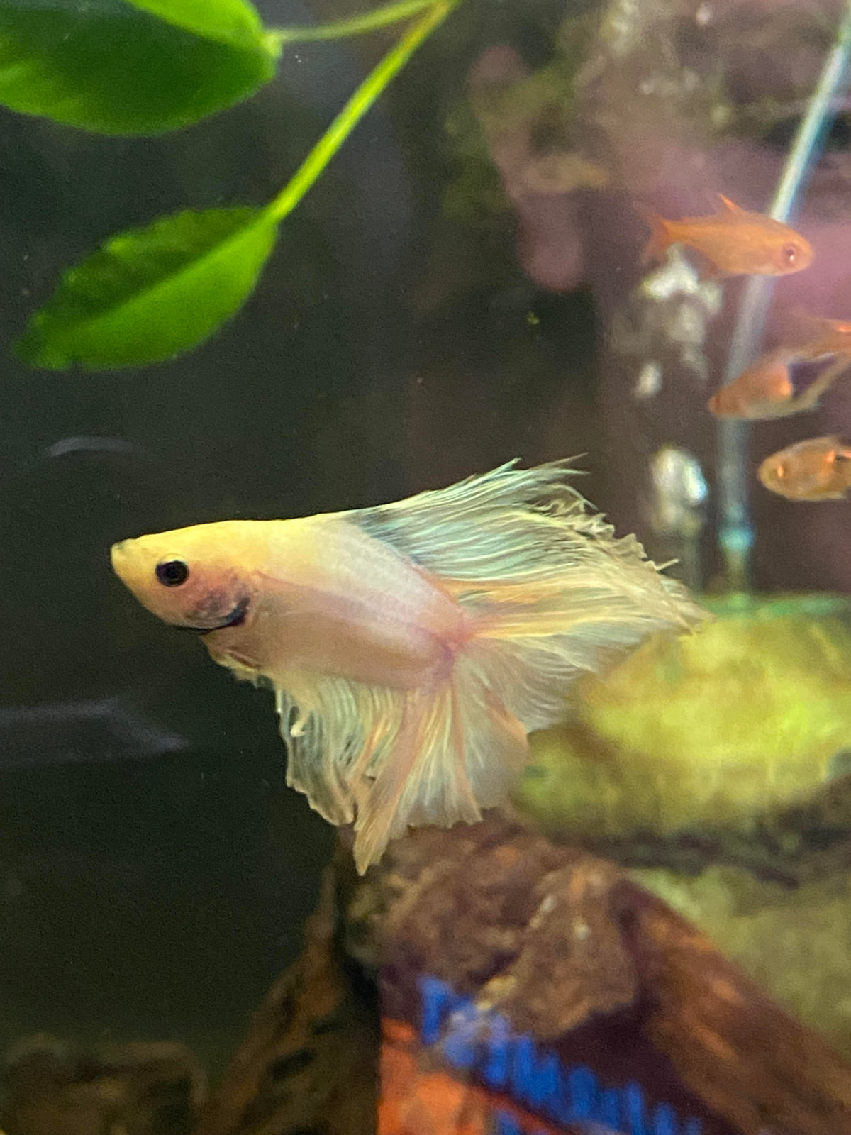 B04-DOUBLE HM PLATINIUM BETTA-WYSIWYG