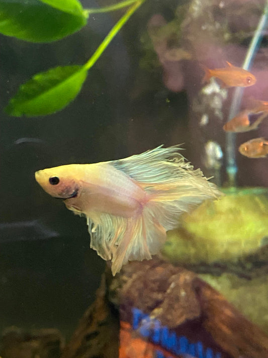 B04-DOUBLE HM PLATINIUM BETTA-WYSIWYG
