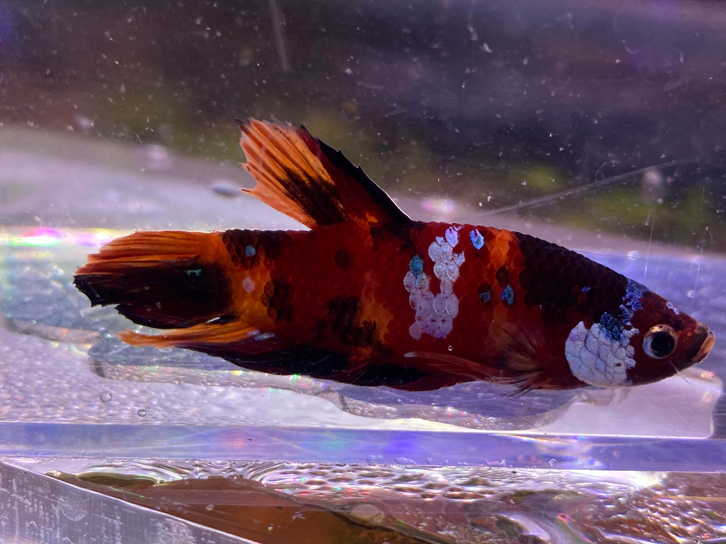 B06-KOI PLAKAT BETTA-WYSIWYG