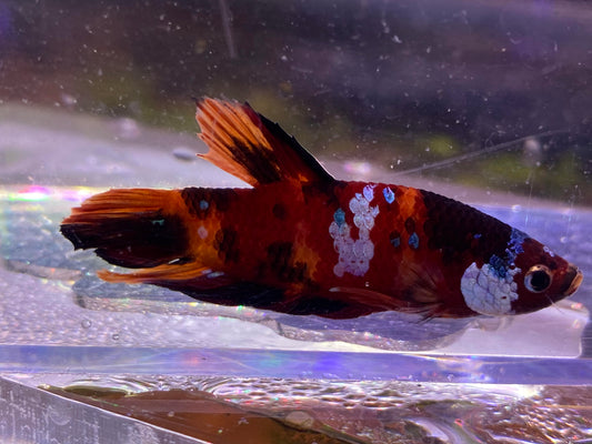 B06-KOI PLAKAT BETTA-WYSIWYG