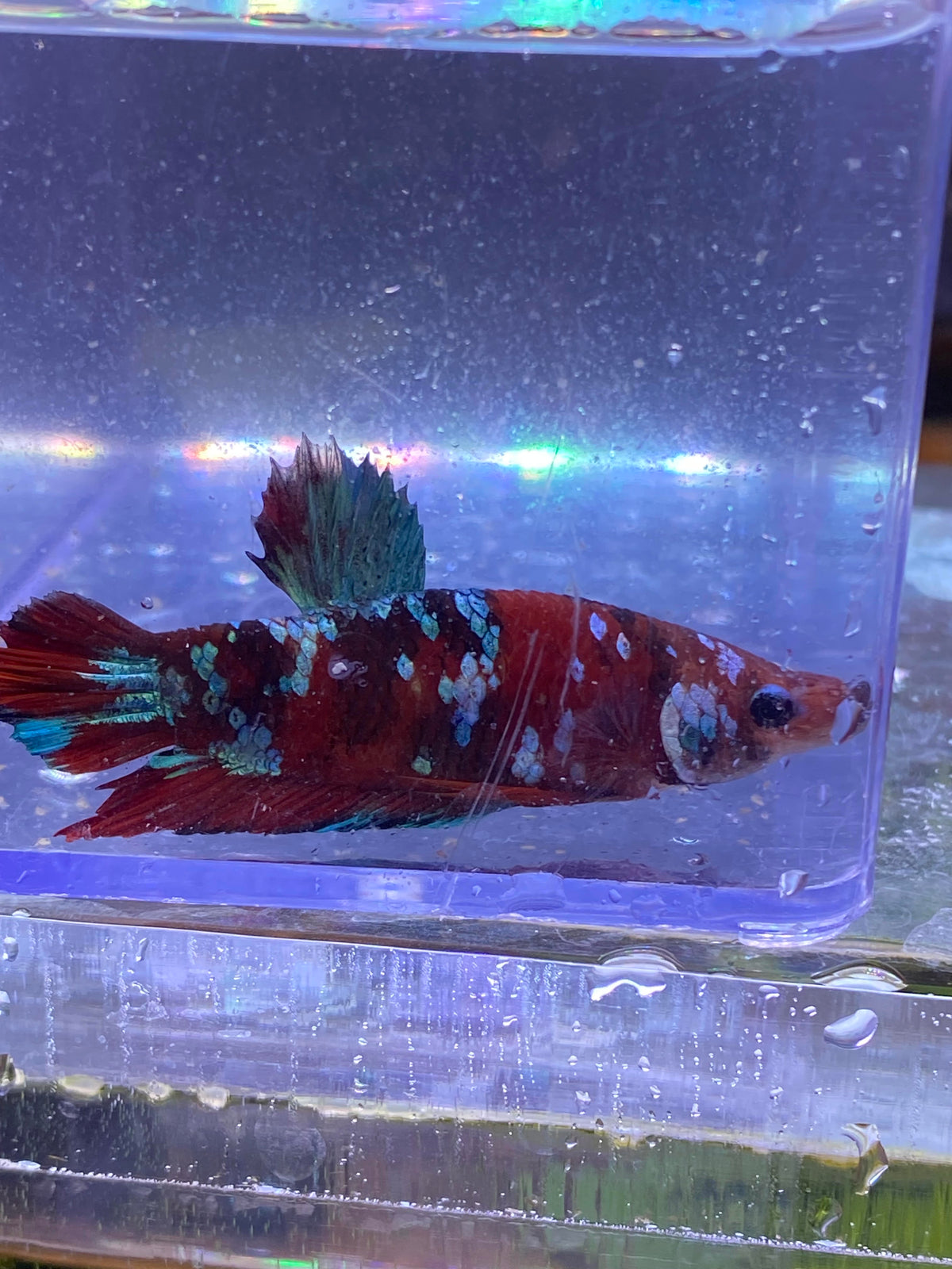 B03-KOI PLAKAT BETTA-WYSIWYG