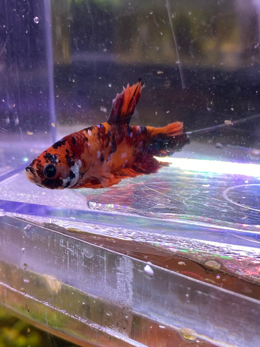 B07-KOI PLAKAT BETTA-WYSIWYG