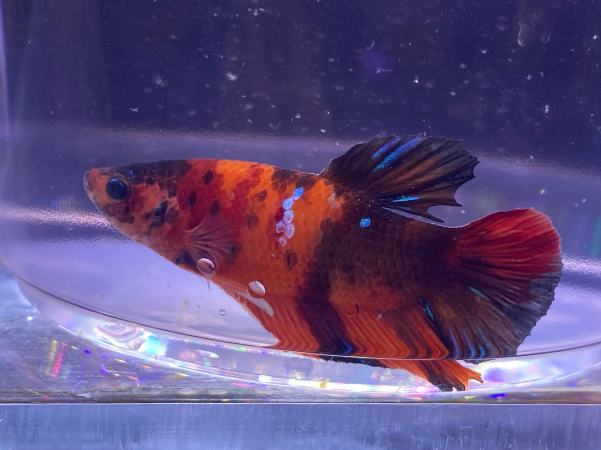 B02-KOI PLAKAT BETTA-WYSIWYG