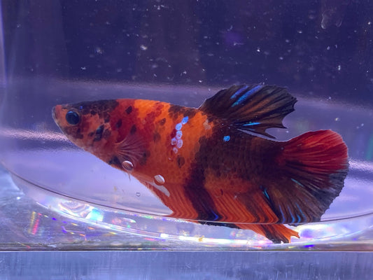 B02-KOI PLAKAT BETTA-WYSIWYG